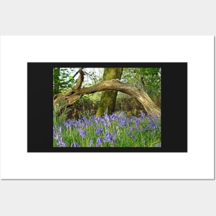 Bluebells under Deadwood Posters and Art